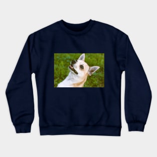 Chiwawa Crewneck Sweatshirt